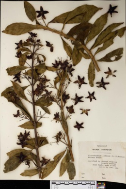 Image of Clerodendrum indicum