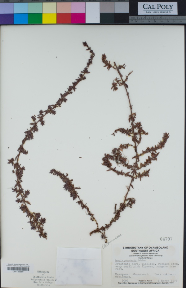 Bergia pentheriana image