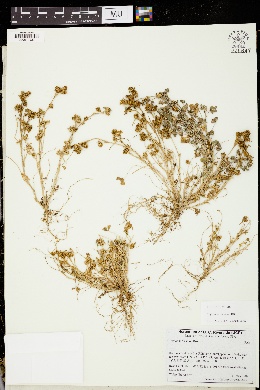 Image of Trifolium cernuum