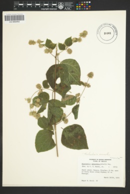 Neohintonia monantha image