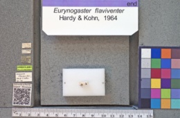 Image of Eurynogaster flaviventer
