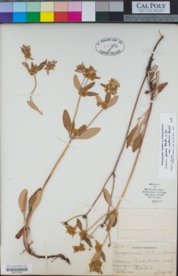 Eriogonum jamesii var. wootonii image