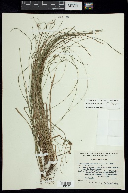 Rhynchospora radicans image