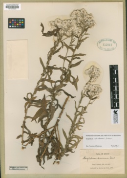 Image of Pseudognaphalium chartaceum