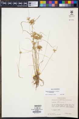 Cyperus flavescens var. flavescens image