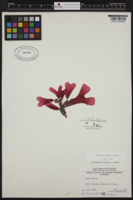 Ozophora latifolia image