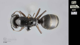 Camponotus pennsylvanicus image