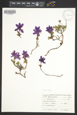 Rhododendron camtschaticum image