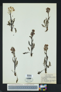 Image of Pedicularis cystopteridifolia