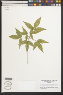 Acer mandshuricum image