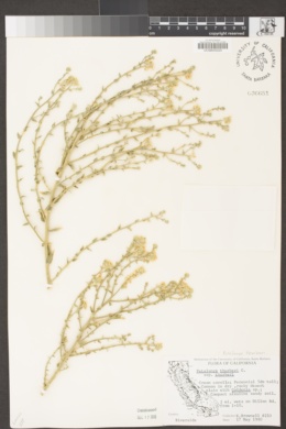 Petalonyx thurberi subsp. thurberi image
