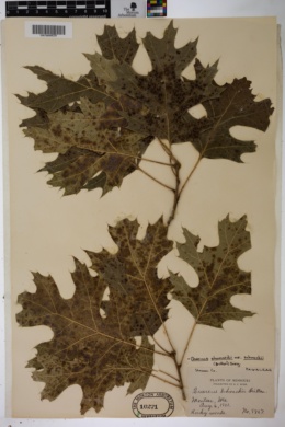 Quercus shumardii var. schneckii image