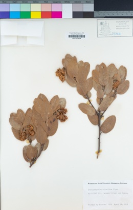 Arctostaphylos columbiana image
