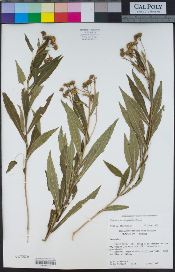 Verbesina otophylla image