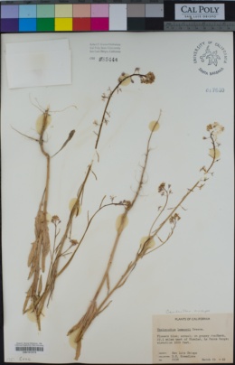 Image of Streptanthus anceps