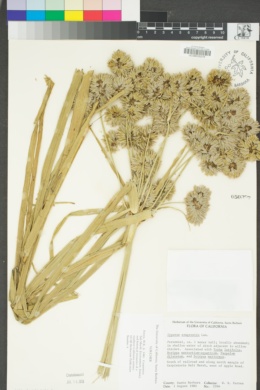 Cyperus eragrostis image