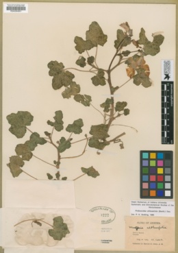 Proboscidea althaeifolia image