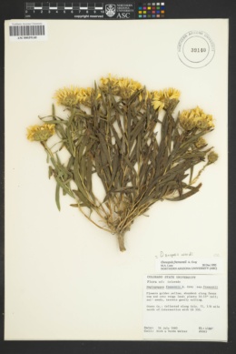Image of Oonopsis wardii