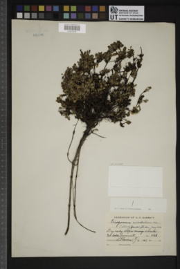 Eriogonum umbellatum var. porteri image