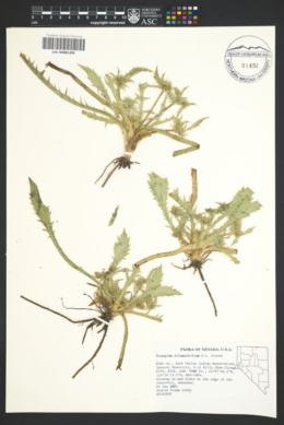Eryngium alismaefolium image