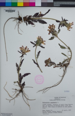 Image of Pedicularis canadensis