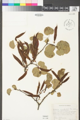 Cercis occidentalis image