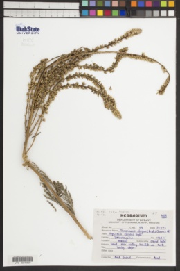 Image of Tamaricaria elegans