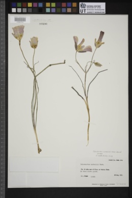 Calochortus ciscoensis image