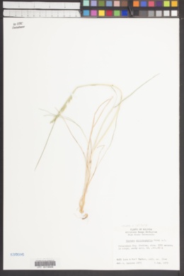 Festuca dolichophylla image