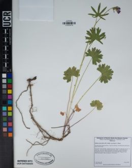 Sidalcea malviflora subsp. dolosa image