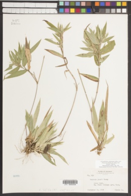 Dichanthelium commutatum subsp. joorii image
