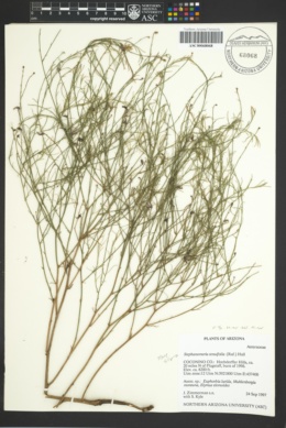 Stephanomeria minor var. minor image