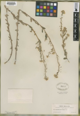 Image of Physaria aurea