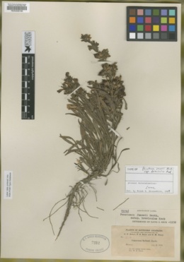 Image of Penstemon breviculus