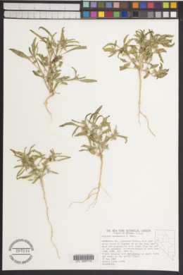 Oryctes nevadensis image
