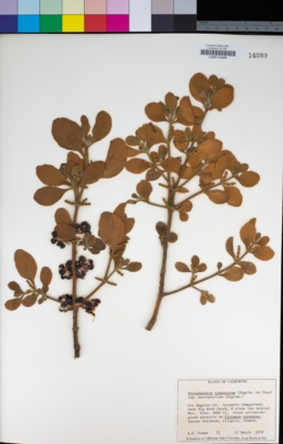 Phoradendron leucarpum subsp. macrophyllum image