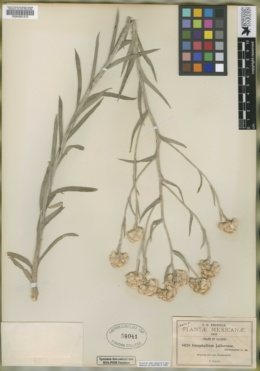 Pseudognaphalium jaliscense image