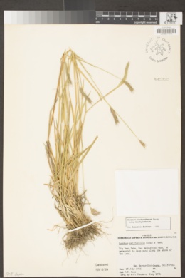 Hordeum brachyantherum subsp. brachyantherum image