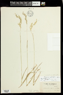 Graphephorum melicoides image