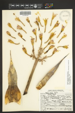 Agave parryi subsp. parryi image