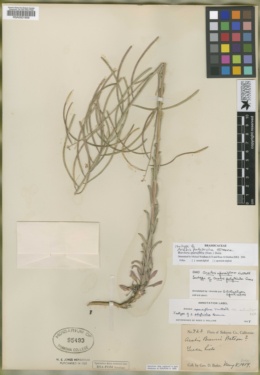 Arabis sparsiflora var. subvillosa image