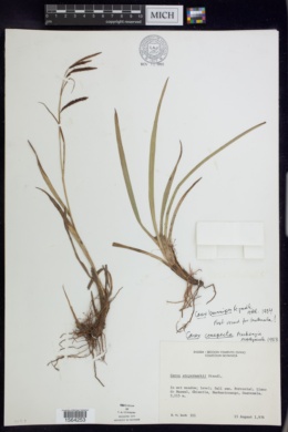Image of Carex brunnipes