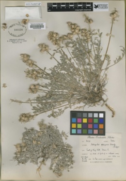 Astragalus ophiogenes image