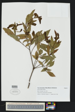 Image of Quercus affinis