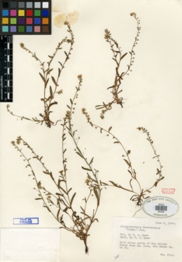 Image of Plagiobothrys chorisianus