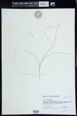Carex trisperma var. trisperma image