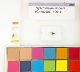 Dyscritomyia fasciata image