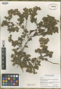 Hemizonia increscens subsp. villosa image