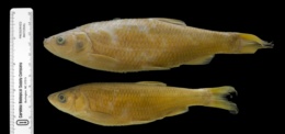 Leuciscus cephalus image
