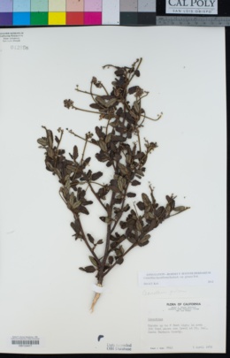 Ceanothus thyrsiflorus var. griseus image